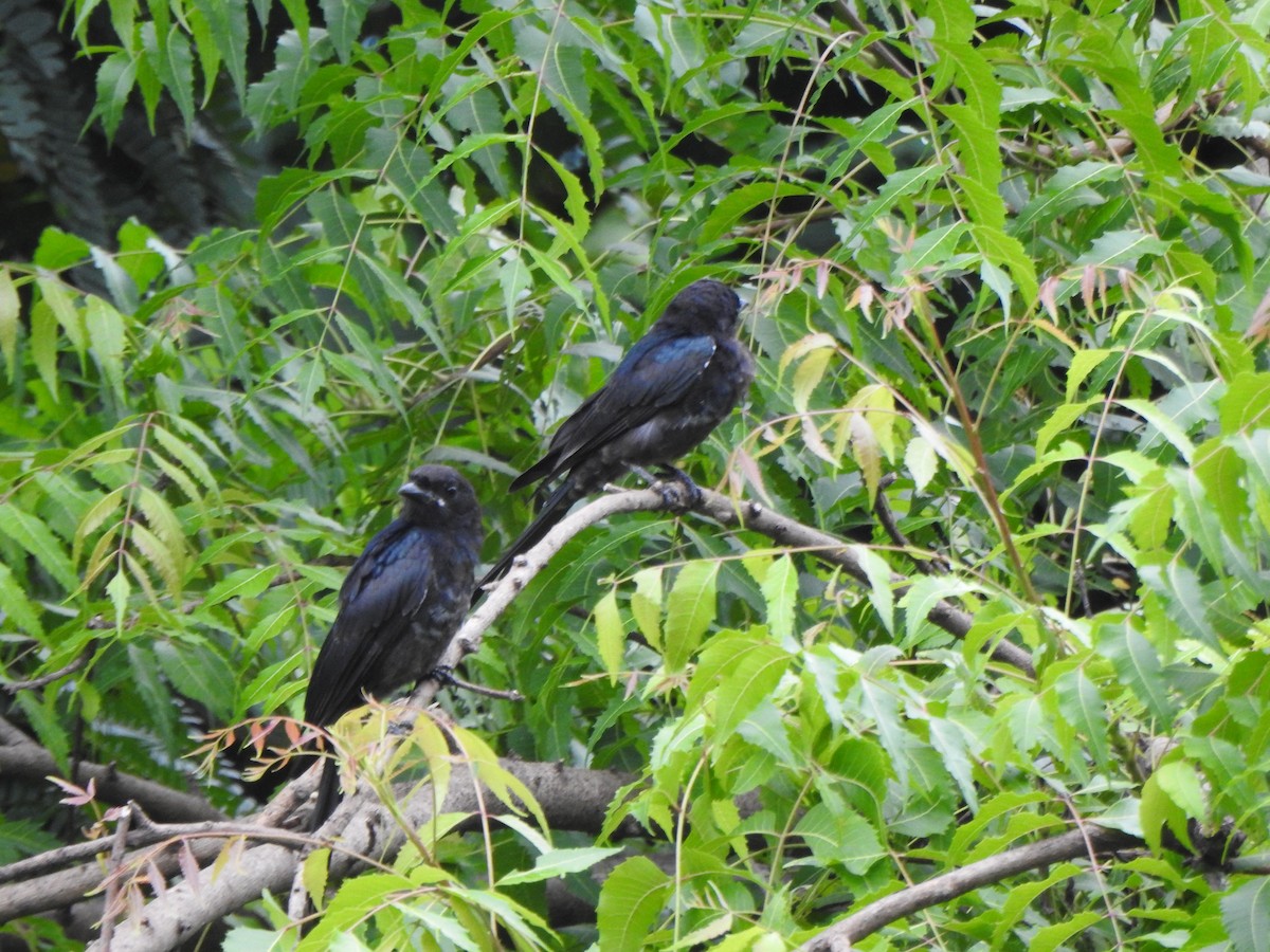 Black Drongo - ML264161531