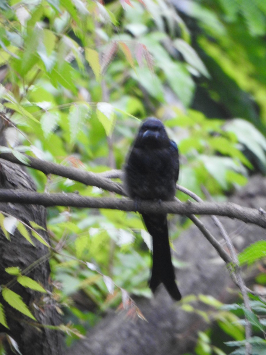 Black Drongo - ML264161541