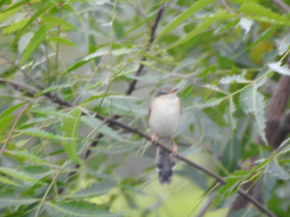 Prinia Cenicienta - ML264161681