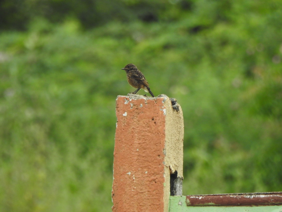 Pied Bushchat - ML264161821