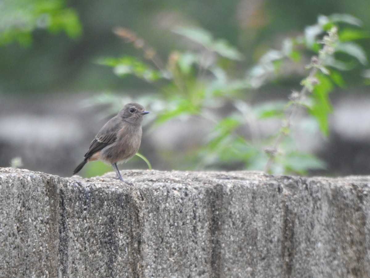 Pied Bushchat - ML264161831