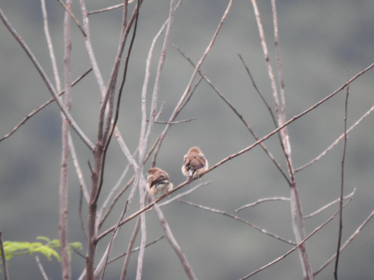 Indian Silverbill - ML264161841