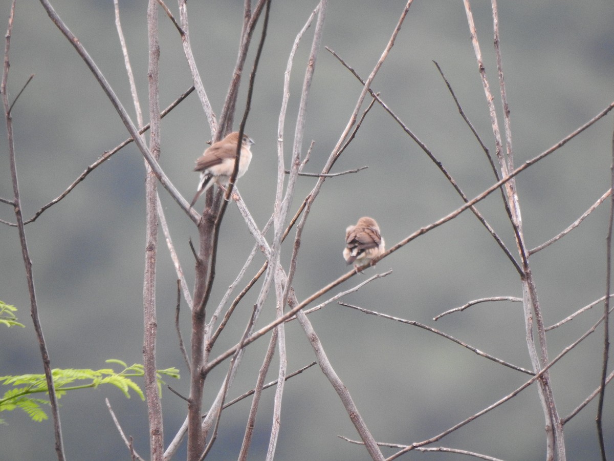 白喉文鳥 - ML264161871