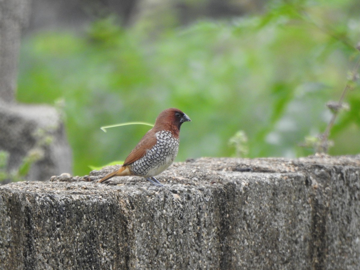 Scaly-breasted Munia - ML264161891