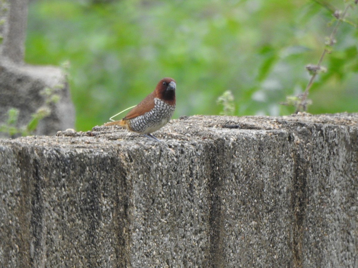 Scaly-breasted Munia - ML264161921