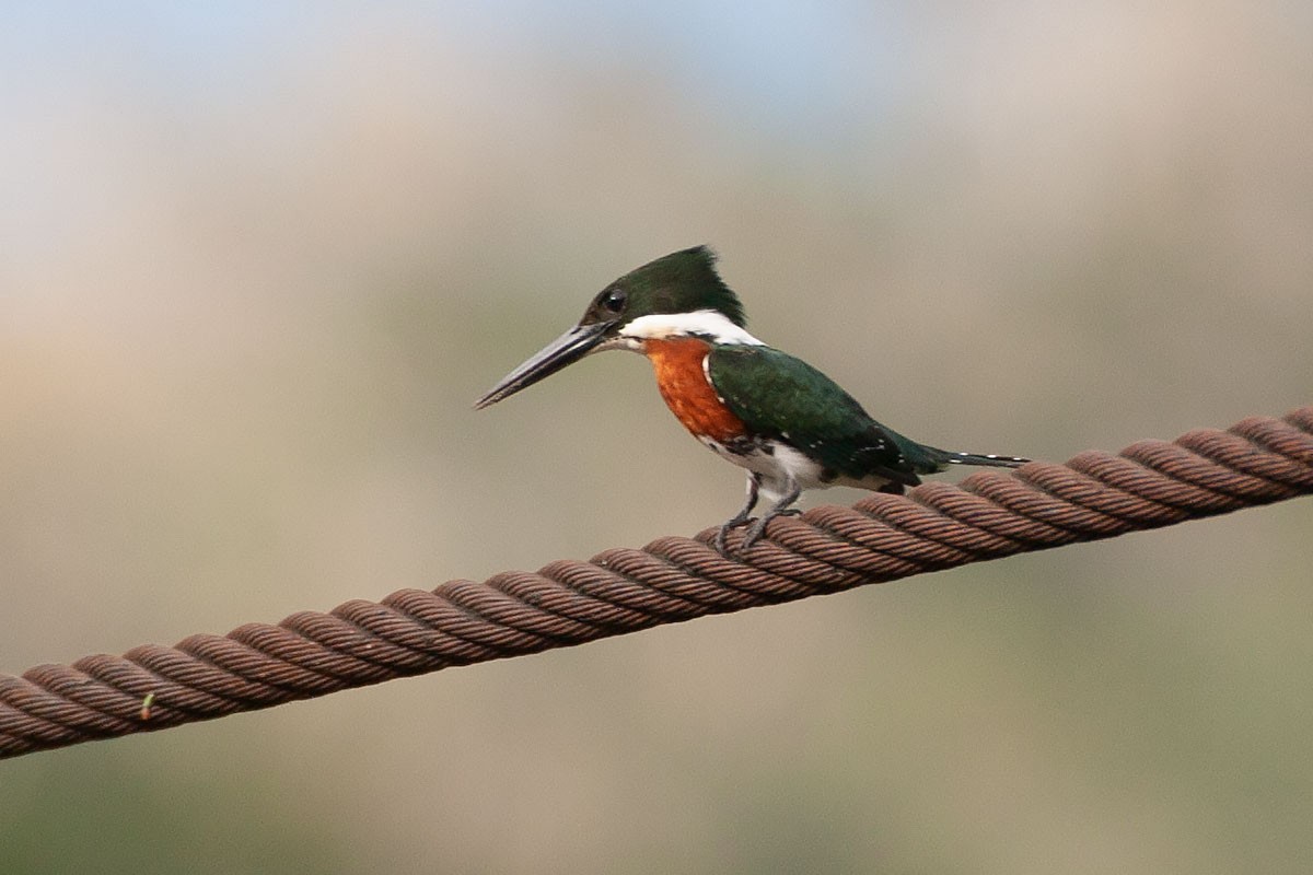 Green Kingfisher - ML264163991