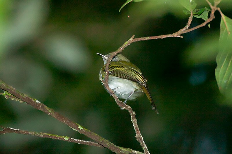 White-eyed Tody-Tyrant - ML264164131