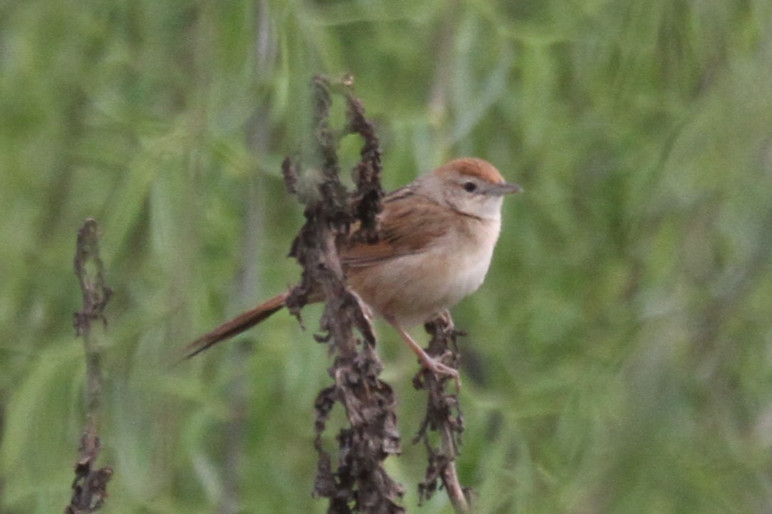 Tawny Grassbird - ML264165471