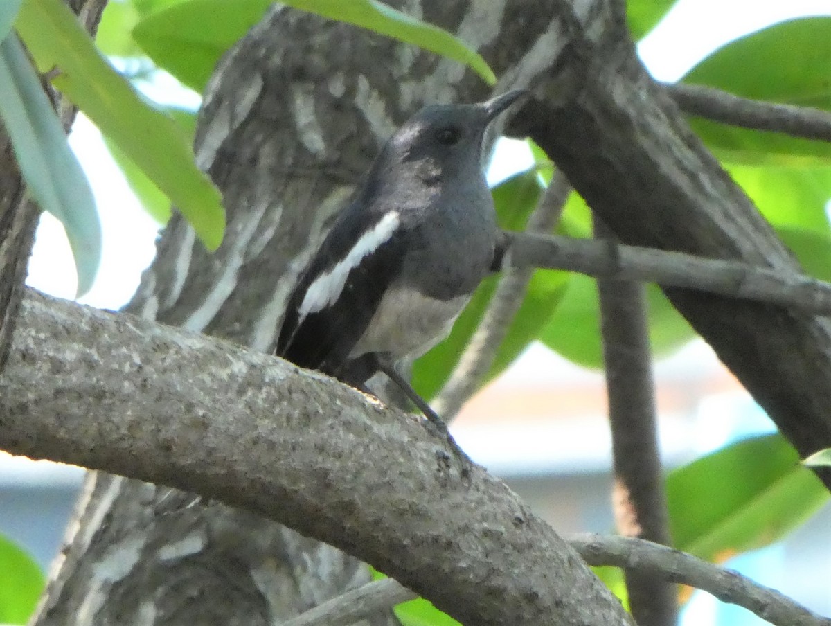 Oriental Magpie-Robin - ML264165691