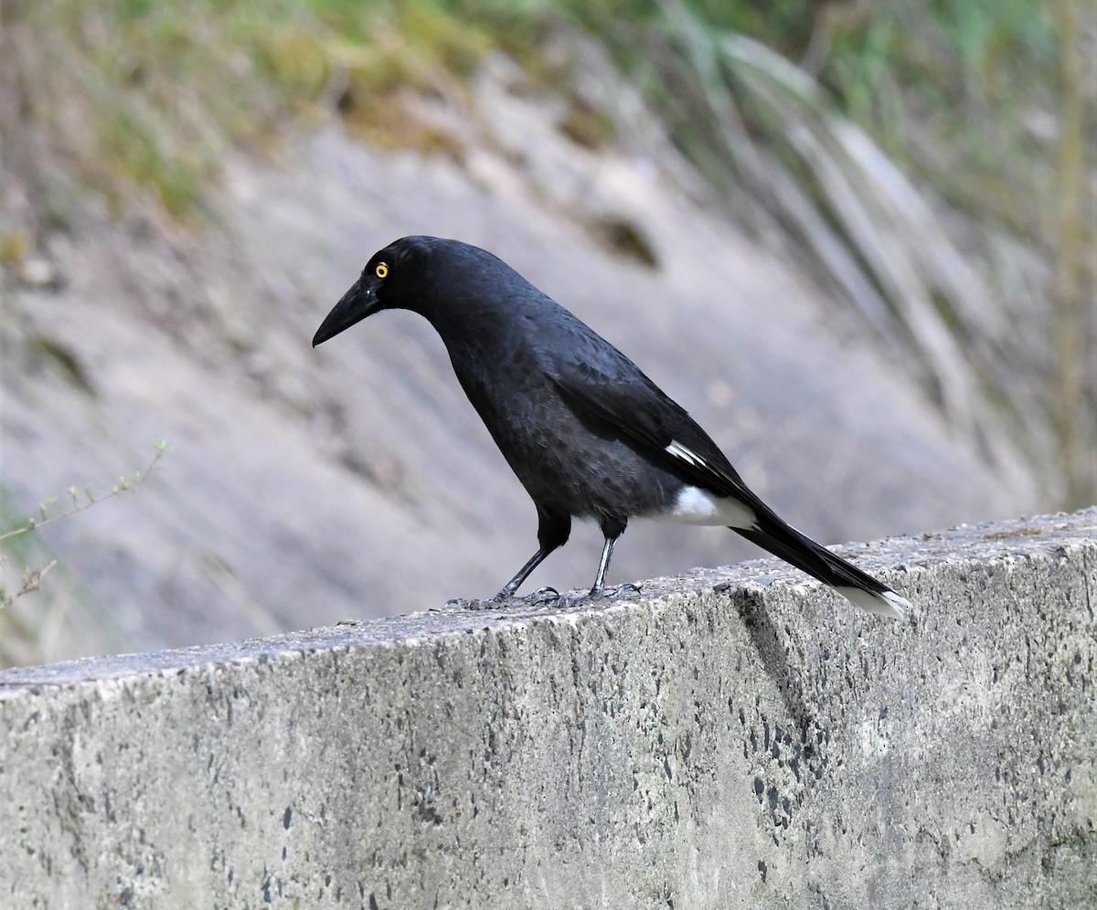 Pied Currawong - ML264165891