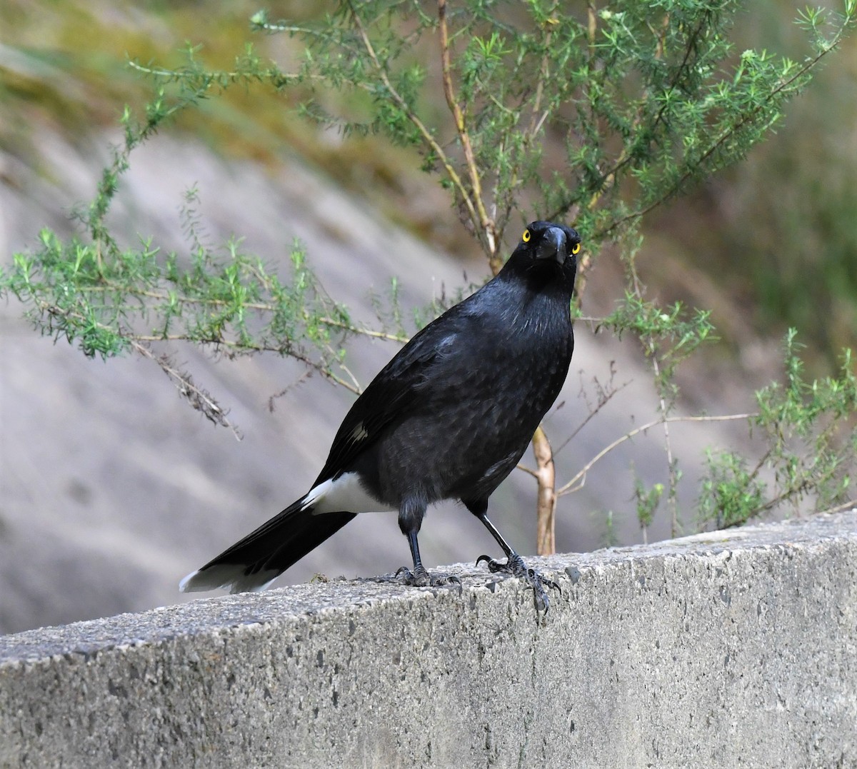 Pied Currawong - ML264165901