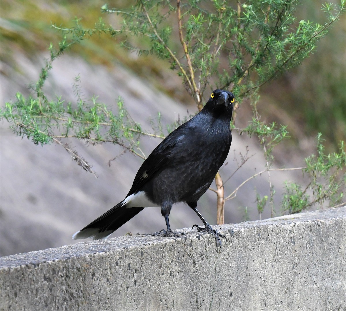 Pied Currawong - Robert Anderson