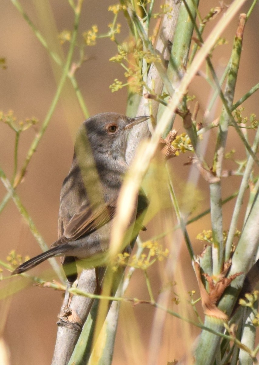 Sardinian Warbler - ML264166361