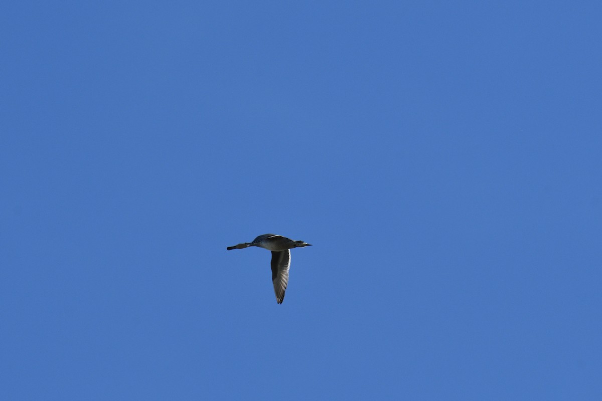 Northern Pintail - ML264166751