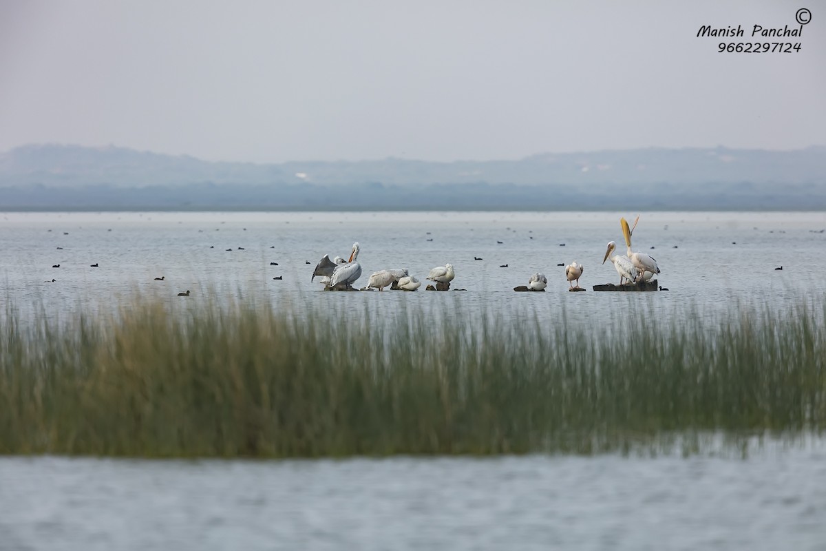 Great White Pelican - ML264167171