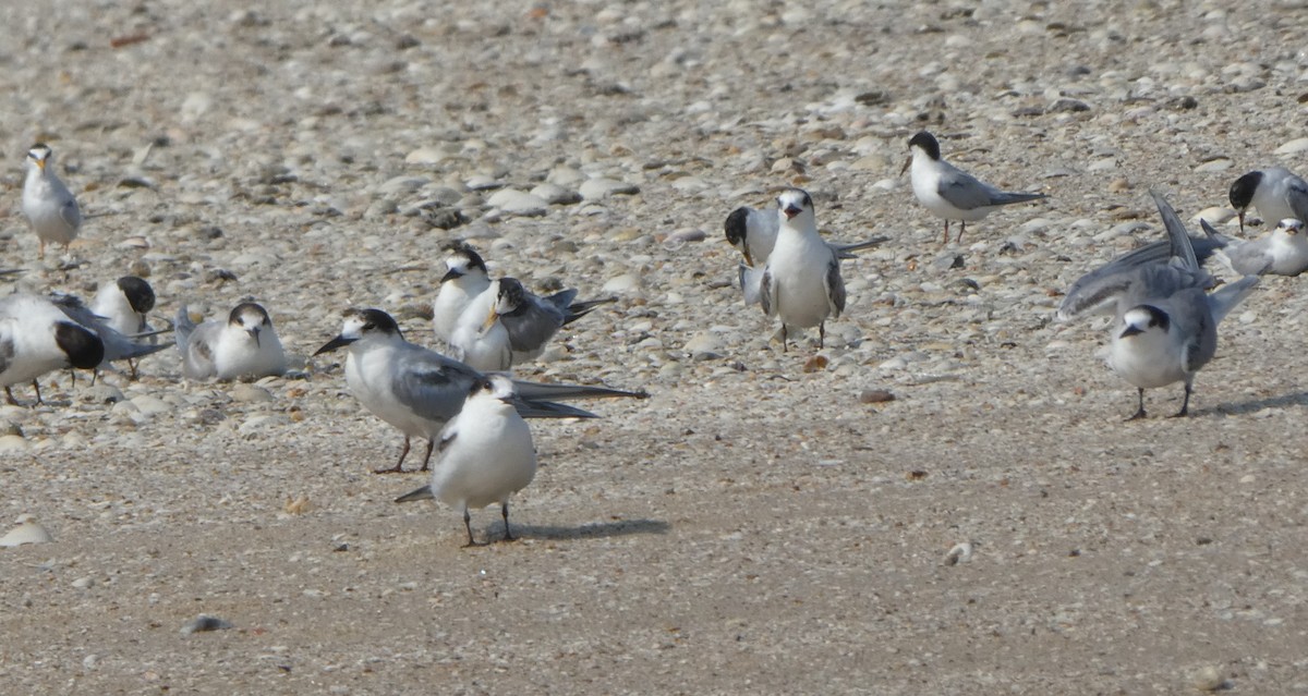 Common Tern - Morten Winther Dahl