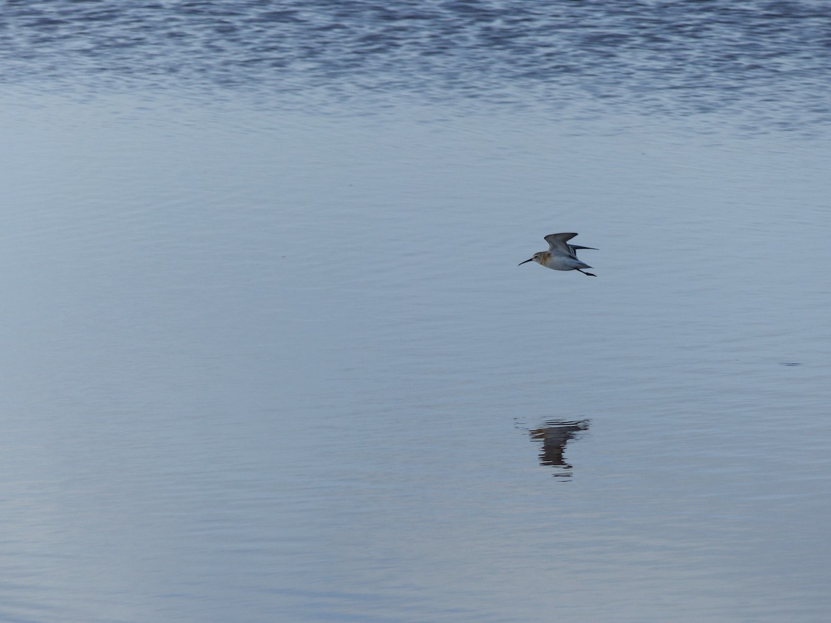 Curlew Sandpiper - ML264168551