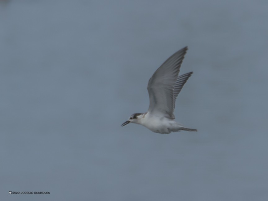 Whiskered Tern - Rogério Rodrigues