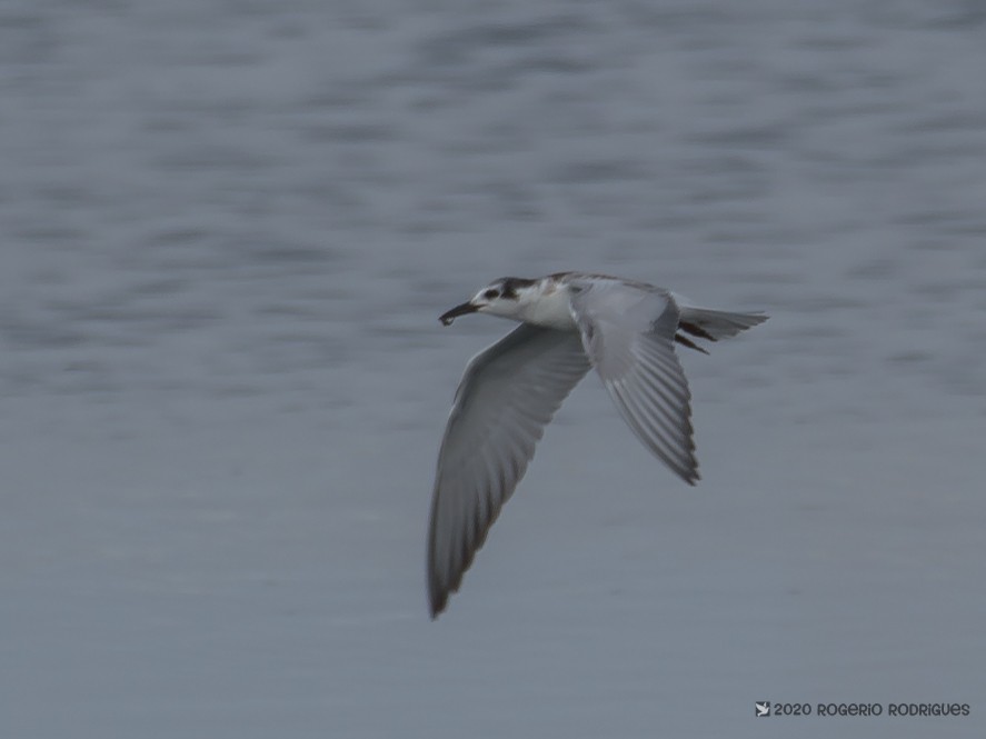 Whiskered Tern - Rogério Rodrigues