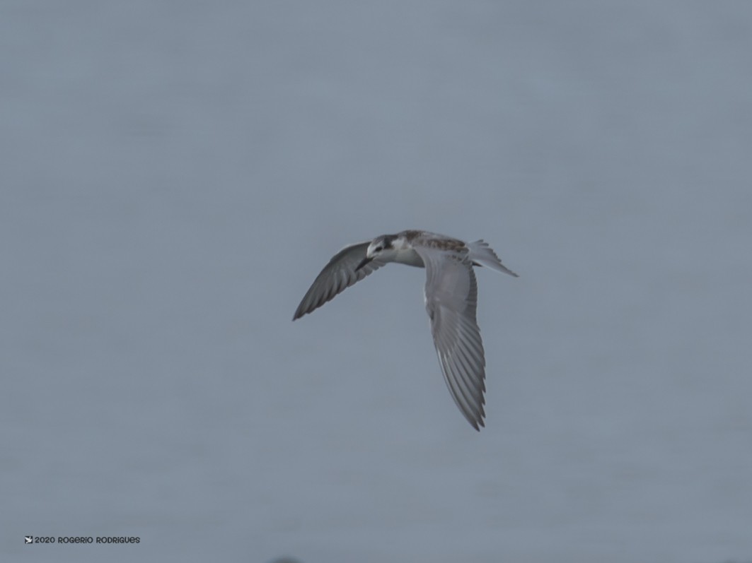 Whiskered Tern - Rogério Rodrigues