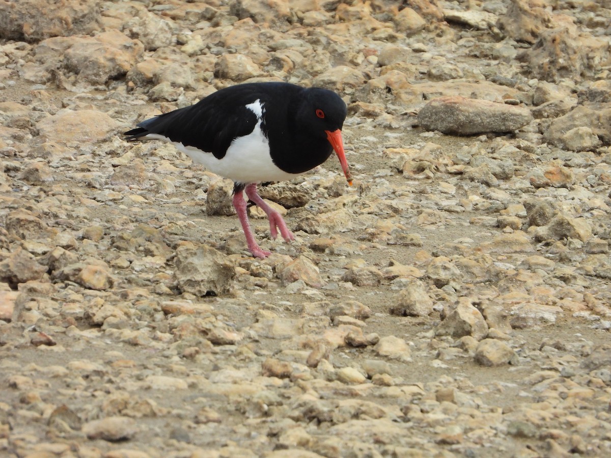 Pied Oystercatcher - ML264168841