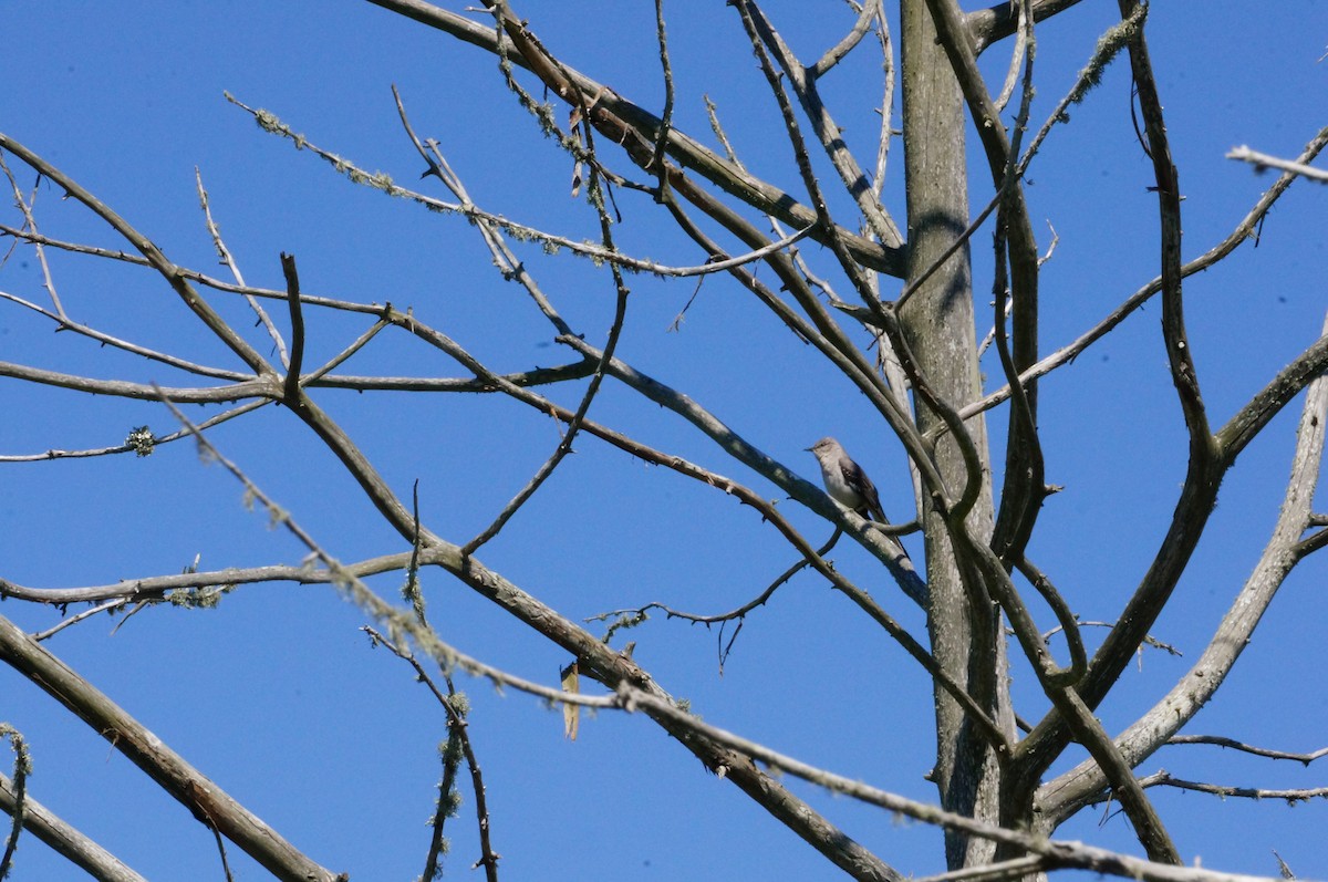 Northern Mockingbird - ML26416891