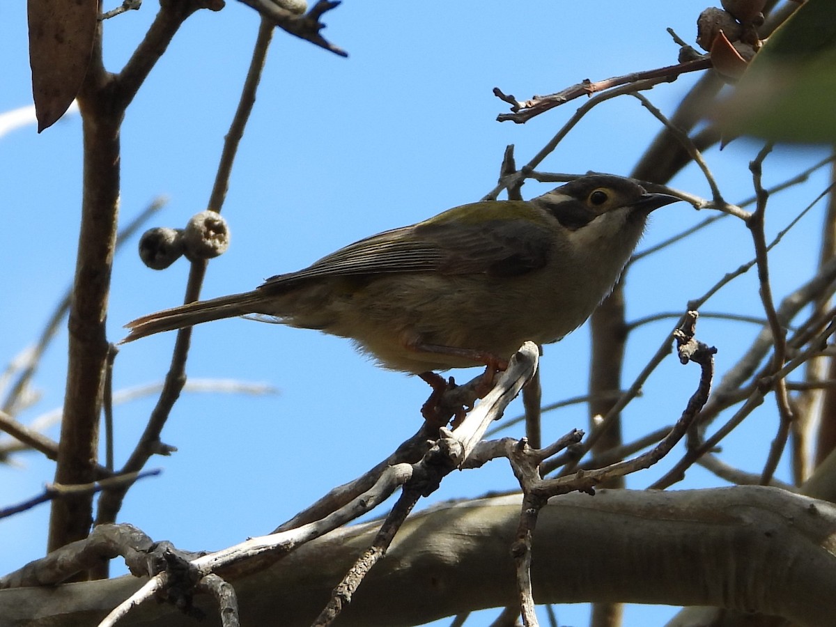 Brown-headed Honeyeater - ML264169051