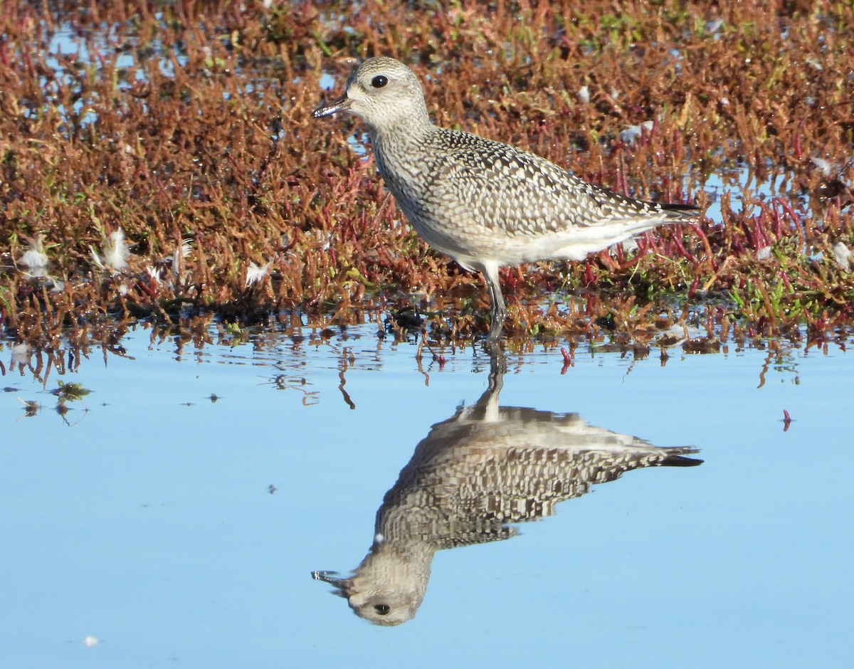 Black-bellied Plover - ML264169141