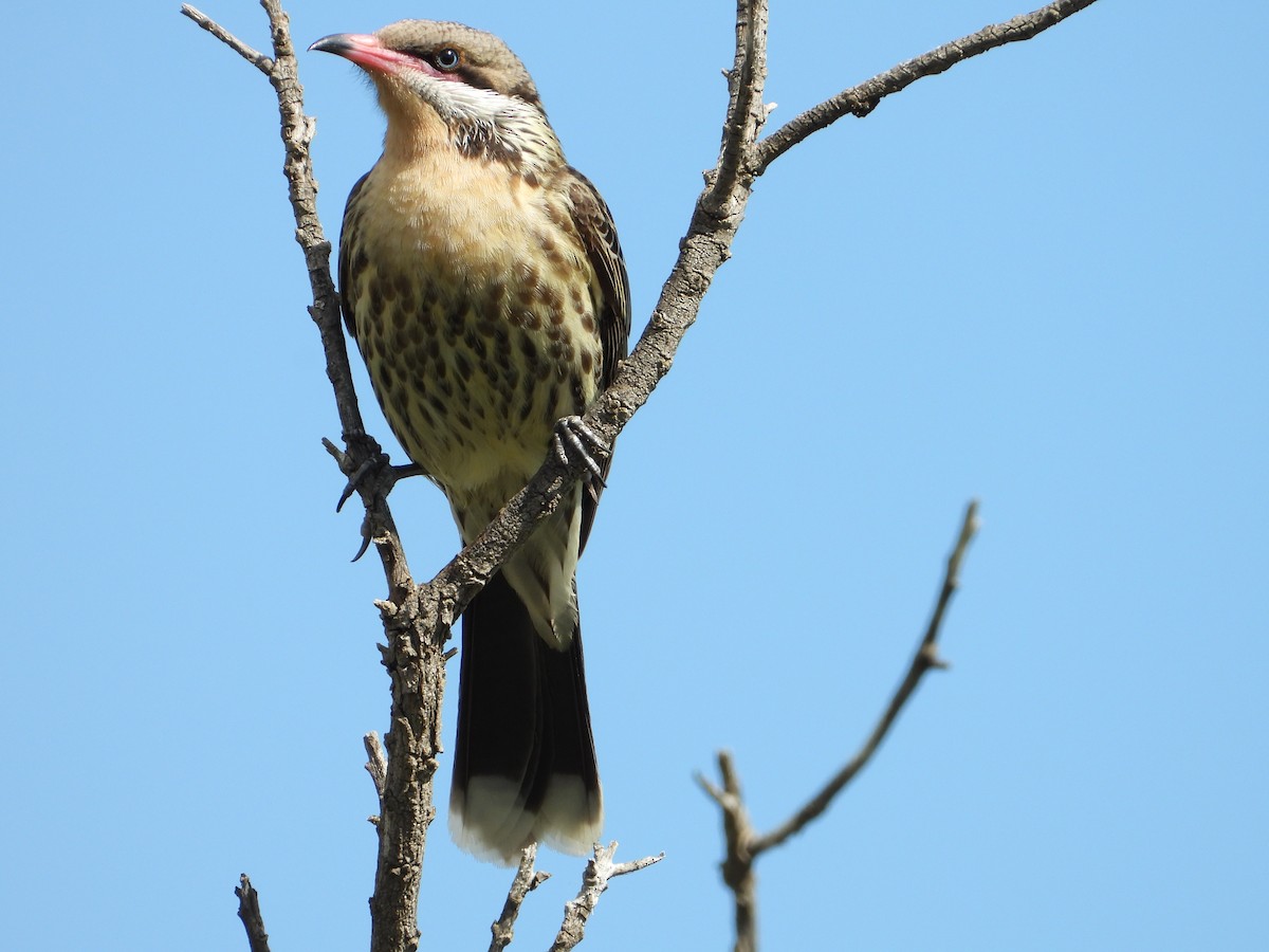 Spiny-cheeked Honeyeater - ML264169261