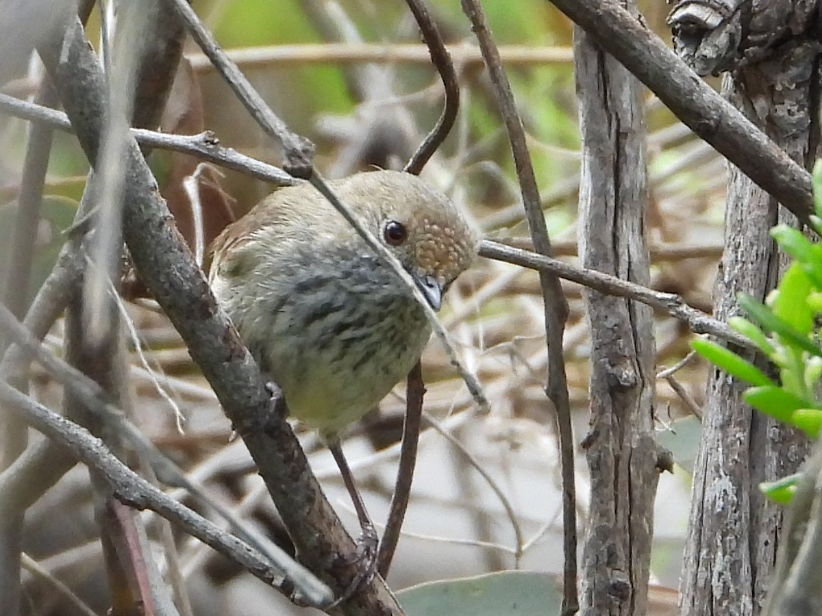 Brown Thornbill - ML264169381