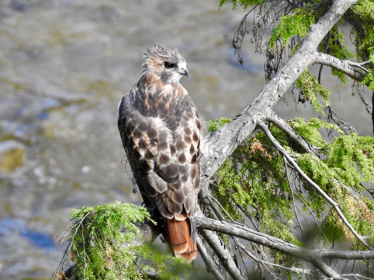 Red-tailed Hawk - ML264170481
