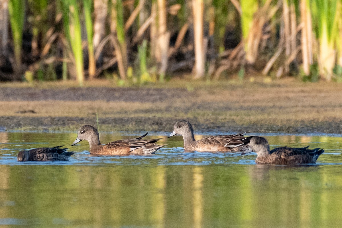 American Wigeon - ML264171271