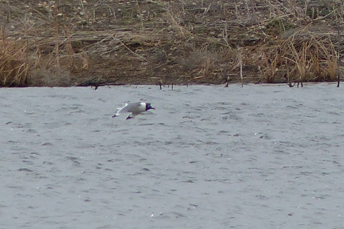 Franklin's Gull - Tom Behnfield