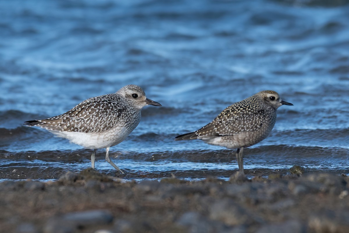 American Golden-Plover - ML264171471