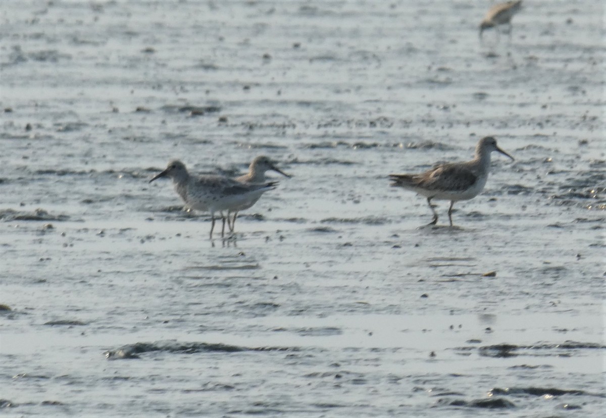 Great Knot - ML264171531