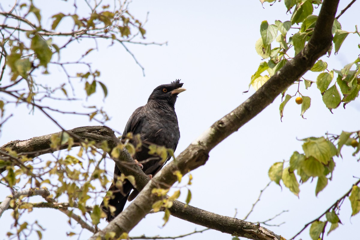 Crested Myna - ML264171571