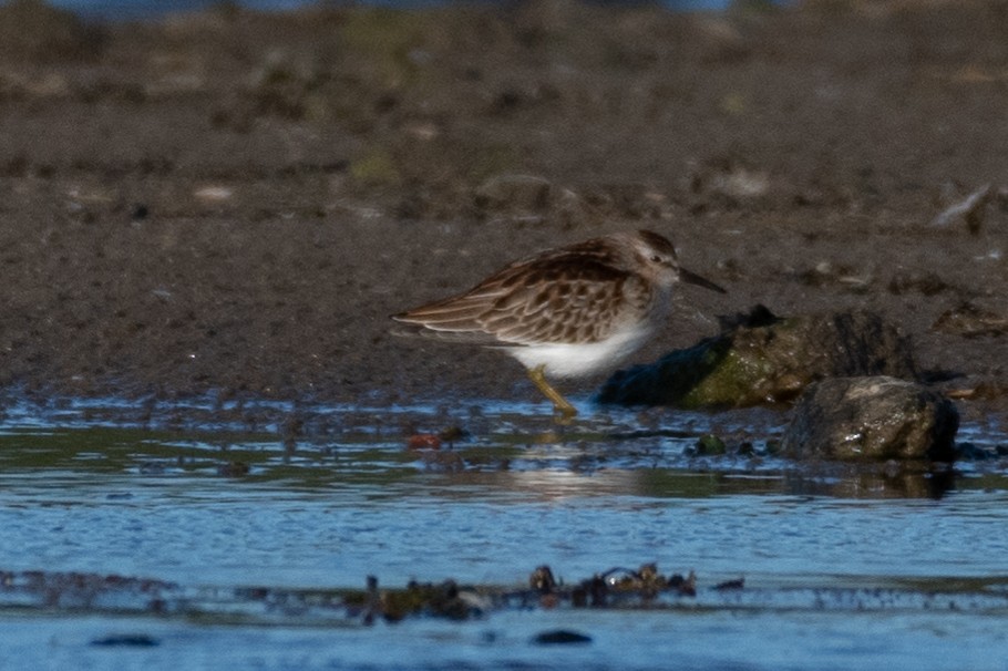 Least Sandpiper - ML264172021