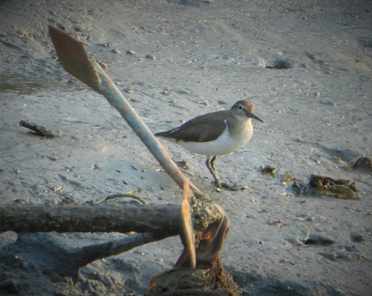 Common Sandpiper - ML264173011