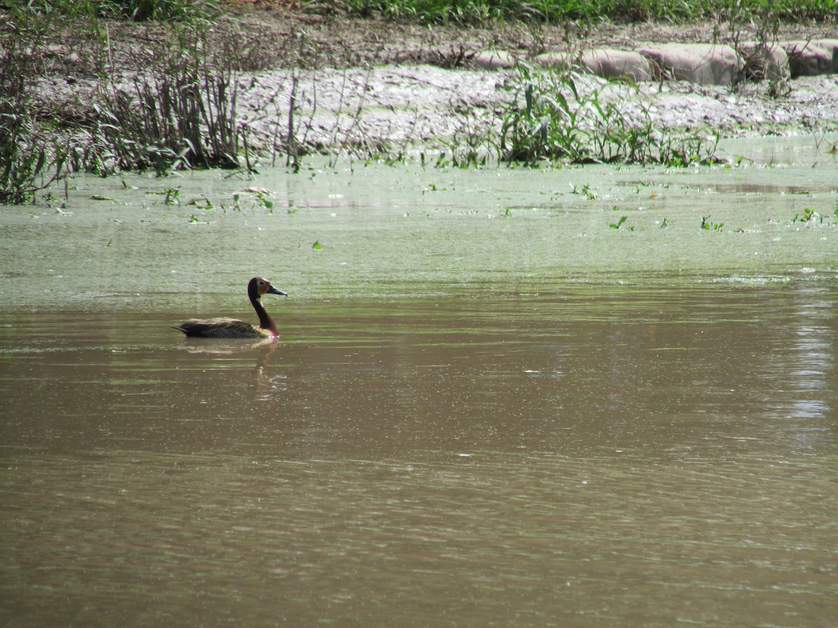 White-faced Whistling-Duck - Miguel  C