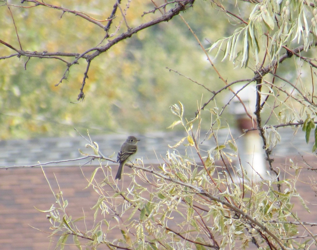 Dusky Flycatcher - Al Zerbe