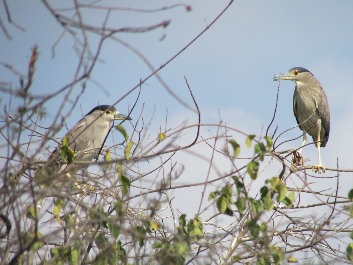 Striated Heron - ML264175351