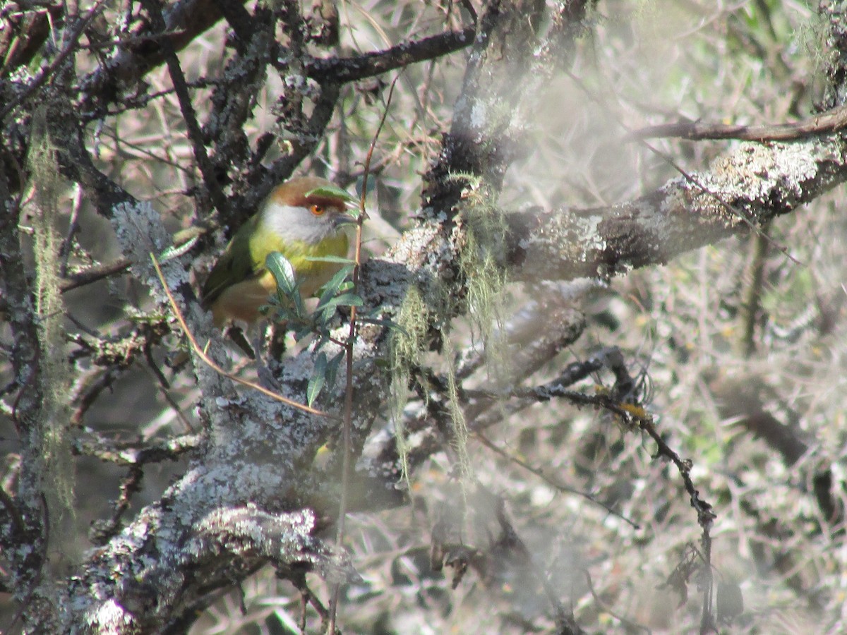 Rufous-browed Peppershrike - Miguel  C