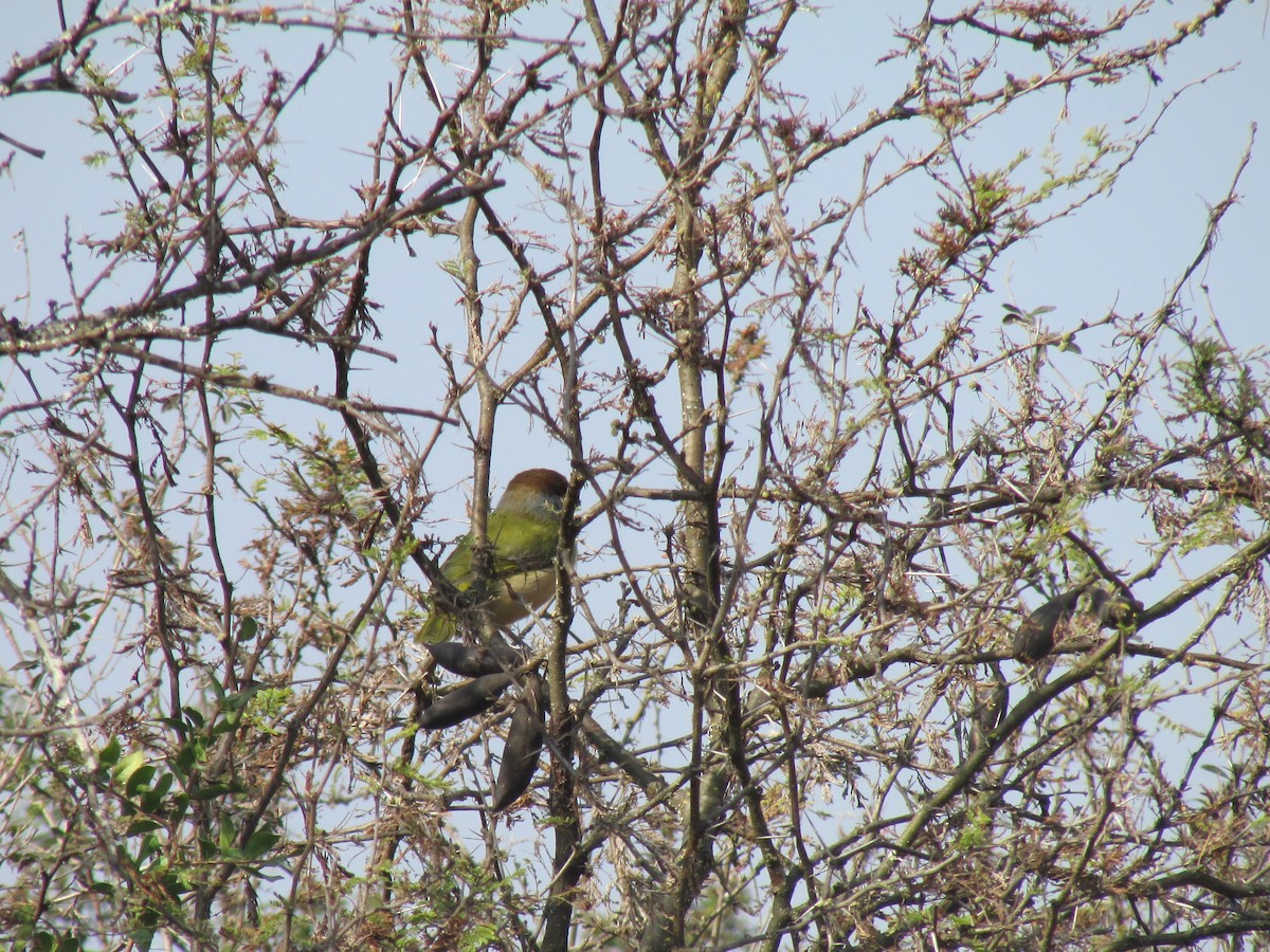 アカマユカラシモズ - ML264175911