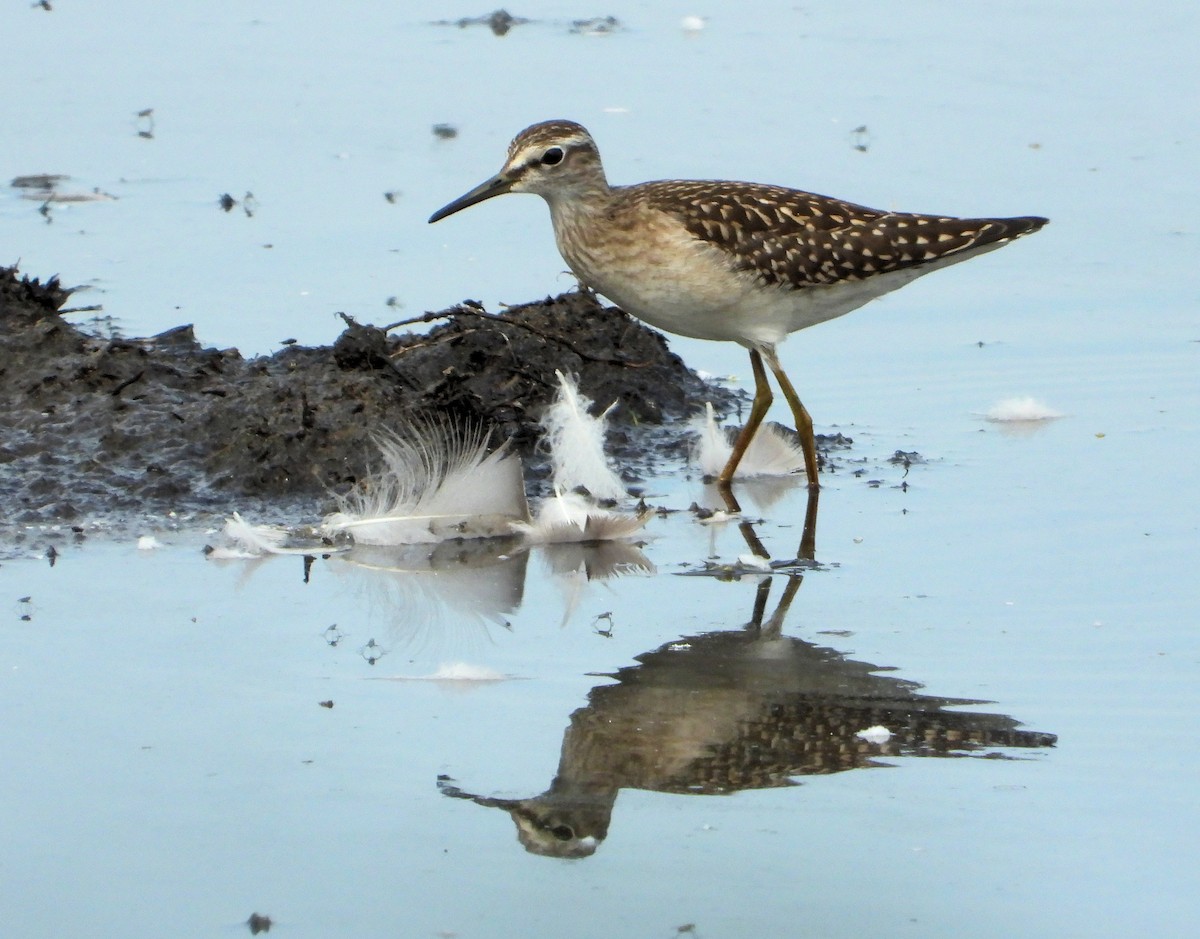 Wood Sandpiper - Martin Rheinheimer