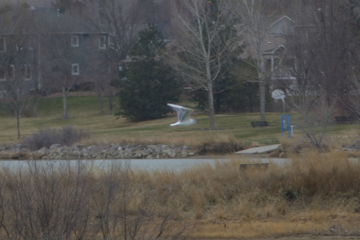 Bonaparte's Gull - Tom Behnfield