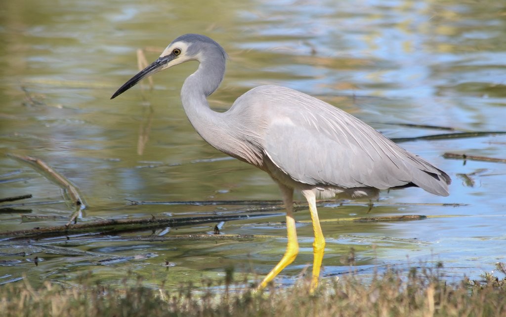 White-faced Heron - Hickson Fergusson