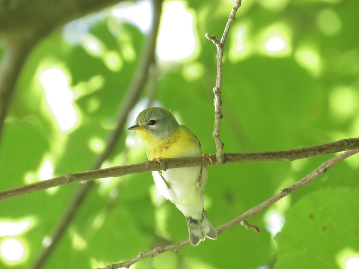 Northern Parula - ML264178701