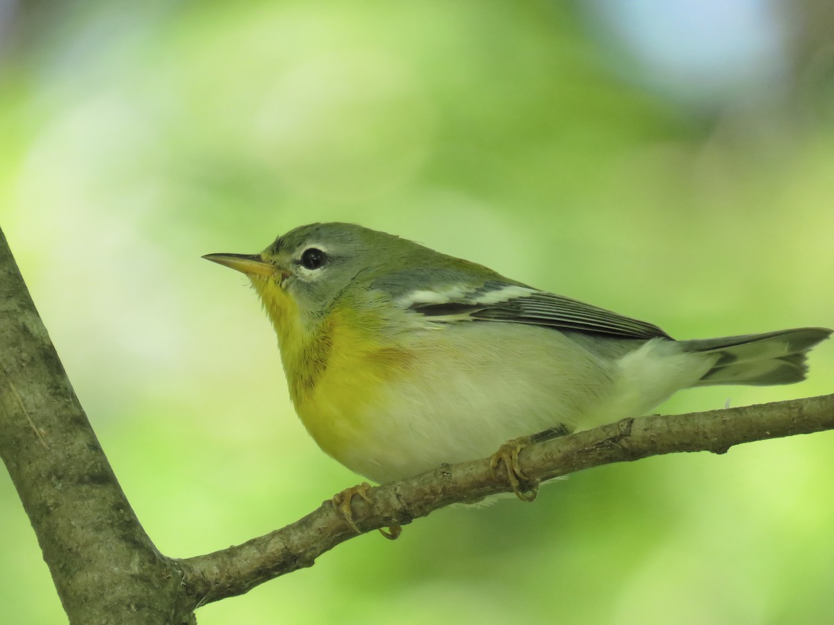 Northern Parula - ML264178761