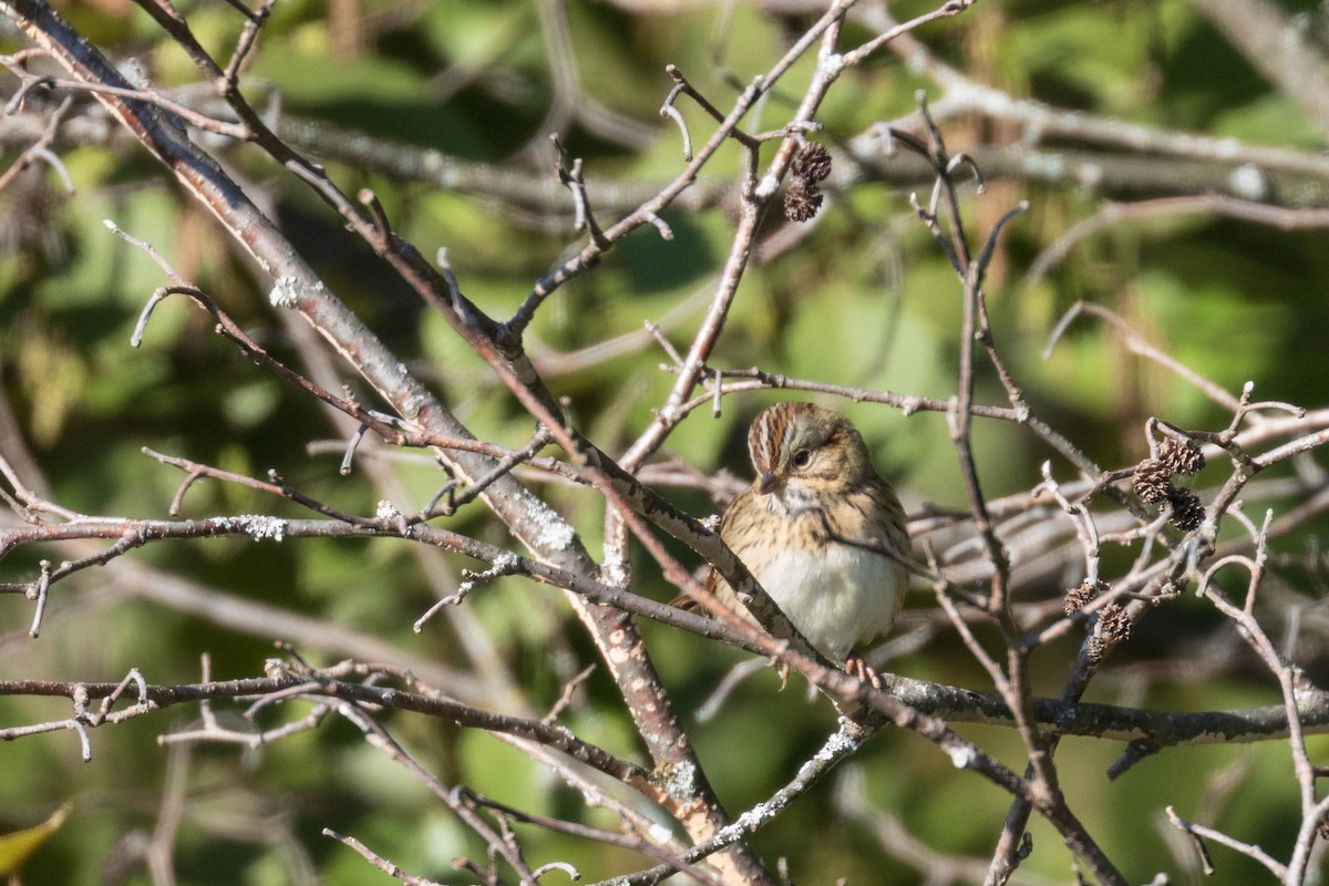 Lincoln's Sparrow - ML264179251