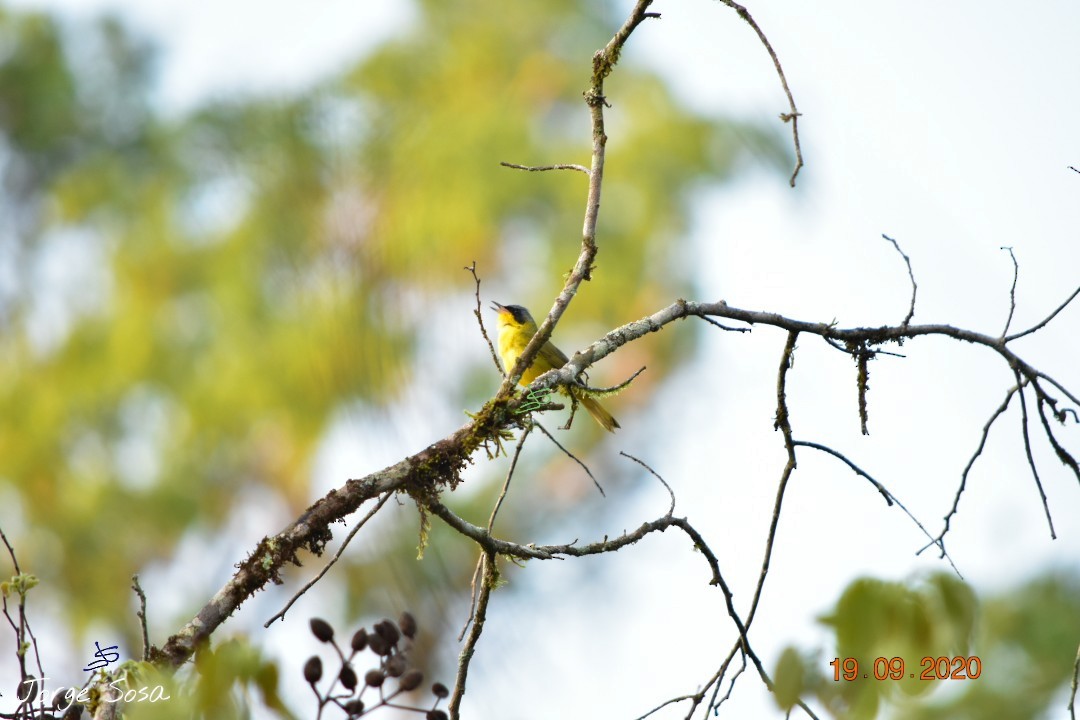 Southern Yellowthroat - Jorge Sosa